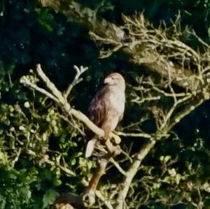 Common Buzzard