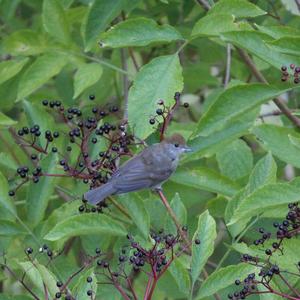 Blackcap