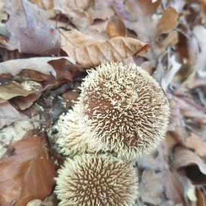 Spiny Puffball