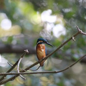 Eisvogel