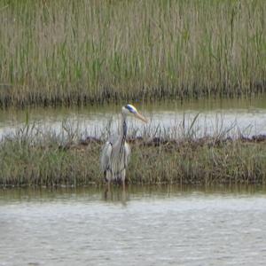 Grey Heron