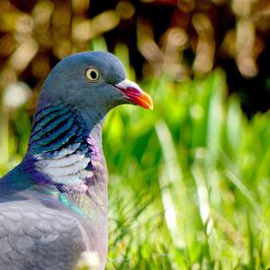 Common Wood-pigeon