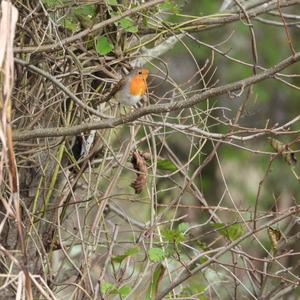 European Robin