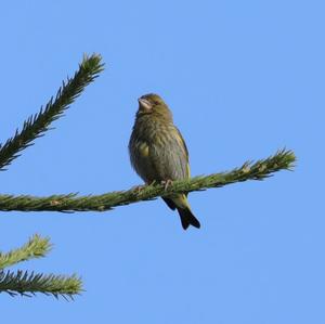 European Greenfinch