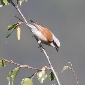 Red-backed Shrike