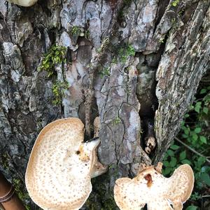 Dryad`s Saddle