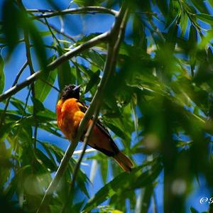 Baltimore Oriole