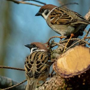 Eurasian Tree Sparrow