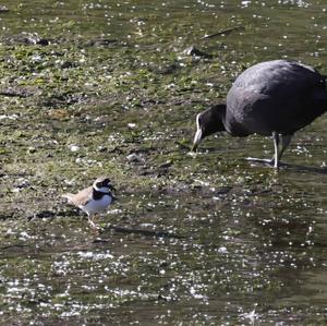 Common Coot