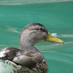 Mallard