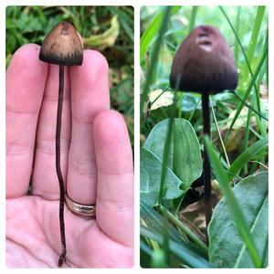 Panaeolus acuminatus