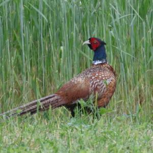 Common Pheasant