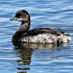 Black-necked Grebe