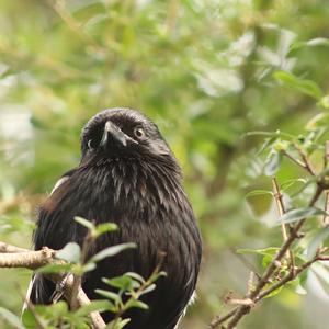 Magpie Shrike