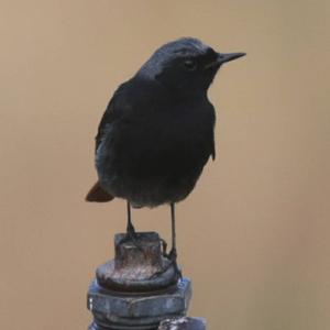 Black Redstart