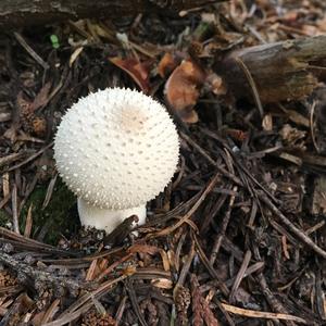 Gem-studded Puffball