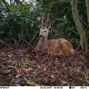 European Roe Deer