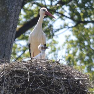 White Stork