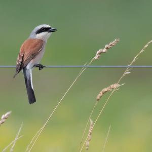 Red-backed Shrike