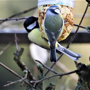 Blue Tit