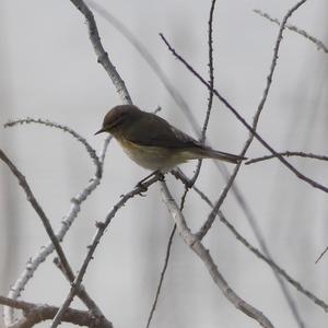 Common Chiffchaff