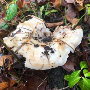 Funnel Clitocybe