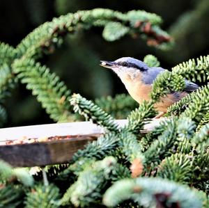 Wood Nuthatch