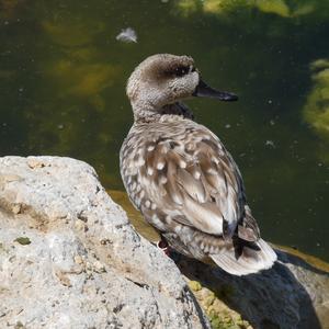 Marbled Teal