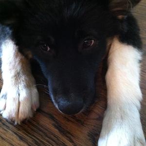 Unknown Breed