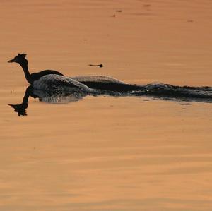 Great Crested Grebe