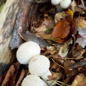 Gem-studded Puffball