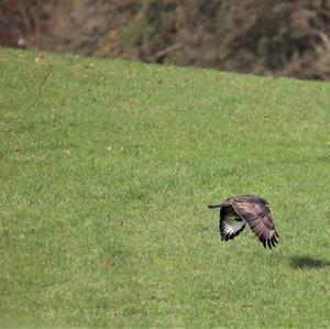 Mäusebussard