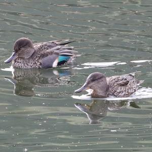 Common Teal