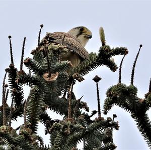 Common Kestrel