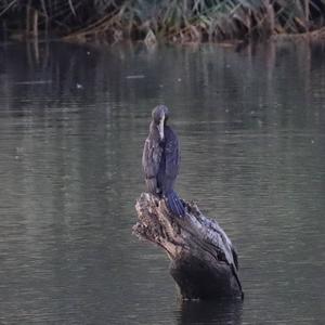 Great Cormorant