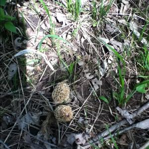 Yellow Morel