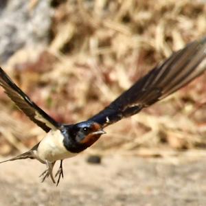 Barn Swallow