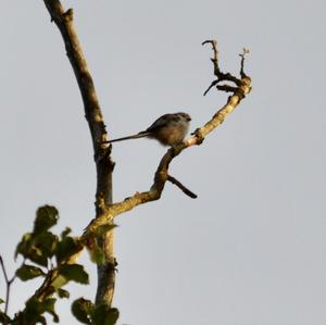 Long-tailed Tit