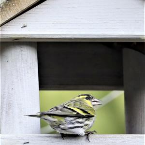 Eurasian Siskin