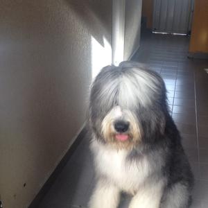 Old English Sheepdog