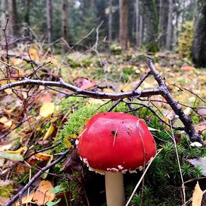 Fly Agaric