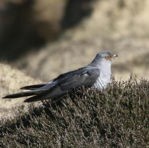 Common Cuckoo