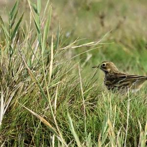 Meadow Pipit