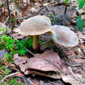 Red-cracked Bolete