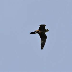 Peregrine Falcon