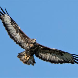 Common Buzzard