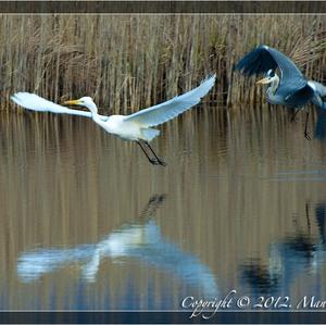 Great Egret