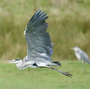 Grey Heron