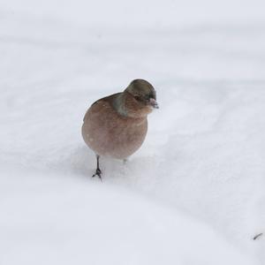 Eurasian Chaffinch