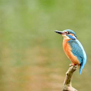 Common Kingfisher